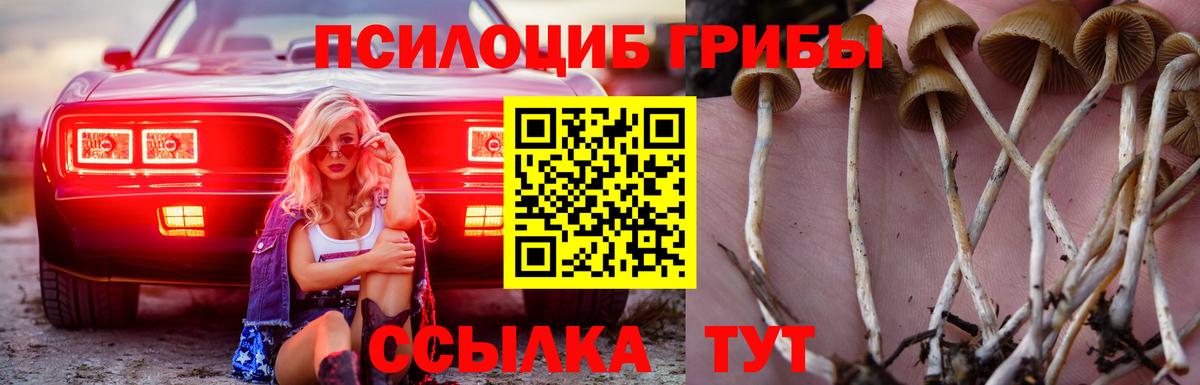 Псилоцибиновые грибы Psilocybe  Вход с VPN  Кубинка 